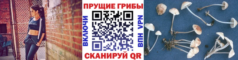 Купить где  Пестово  Галлюциногенные грибы GOLDEN TEACHER 